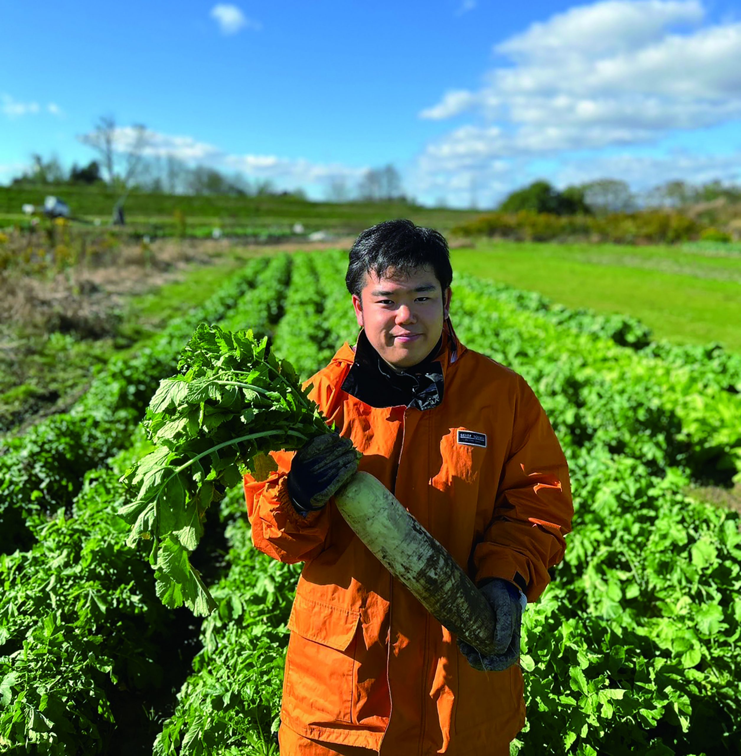 大根収穫